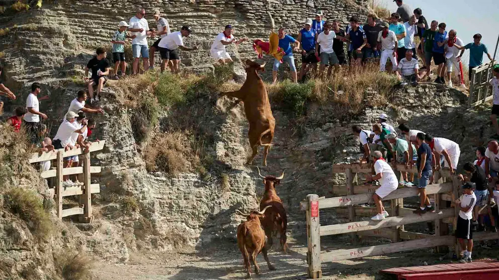 Encierro del Estrecho de Arguedas durante sus fiestas de 2025 con vacas de Arriazu. PABLO LASAOSA