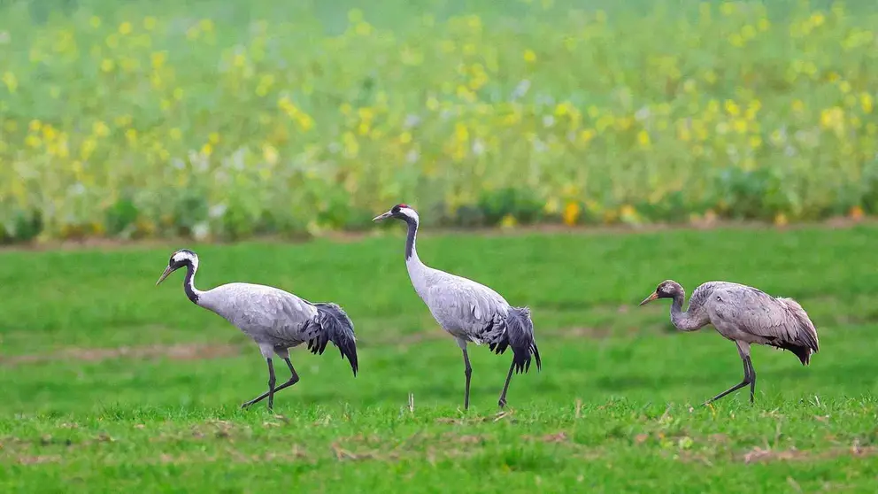 Varias grullas en un humedal. SHARKOLOT / PIXABAI