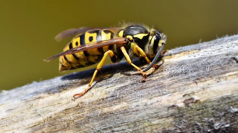 Imagen de archivo de una avispa. ARCHIVO