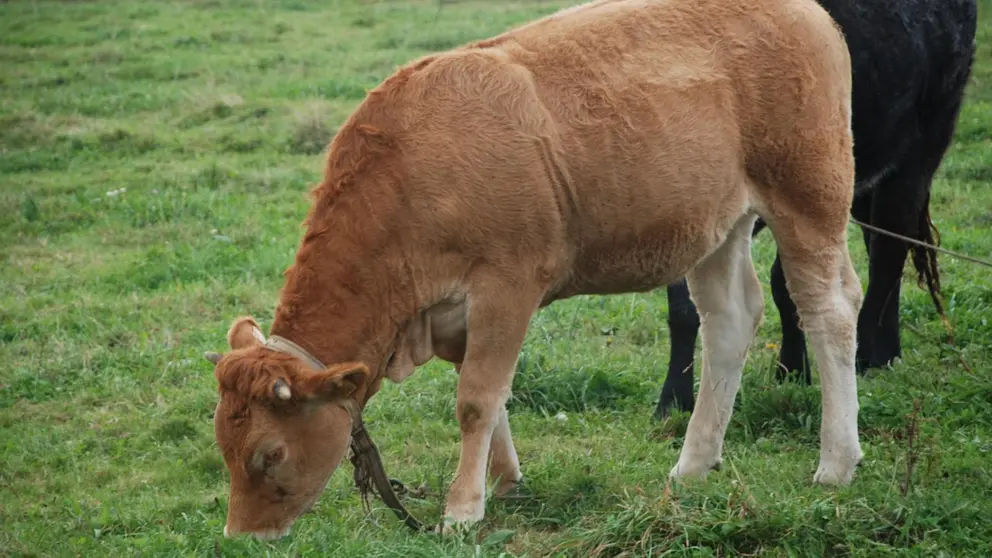 Una ternera pastando. ARCHIVO