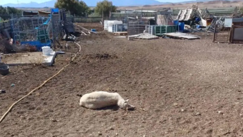 Imagen de una de las ovejas robadas en el corral del detenido. GUARDIA CIVIL