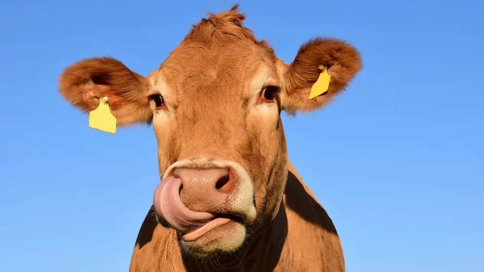 Imagen de archivo de una vaca. ARCHIVO