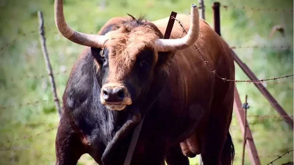 El toro Mirlillo, n&uacute;mero 91 de la ganader&iacute;a de La Palmosilla para San Ferm&iacute;n. INSTAGRAM.