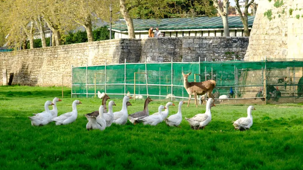 Un grupo de aves disfrutando de nuevo de la libertad en la Taconera. AYUNTAMIENTO DE PAMPLONA