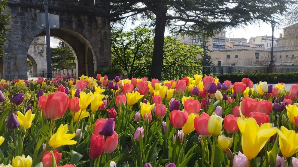 Flores en Pamplona. AYUNTAMIENTO DE PAMPLONA