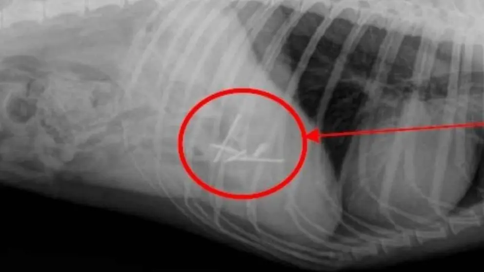 Radiograf&iacute;a del tracto digestivo del perro en la que se aprecian los clavos. POLIC&Iacute;A FORAL