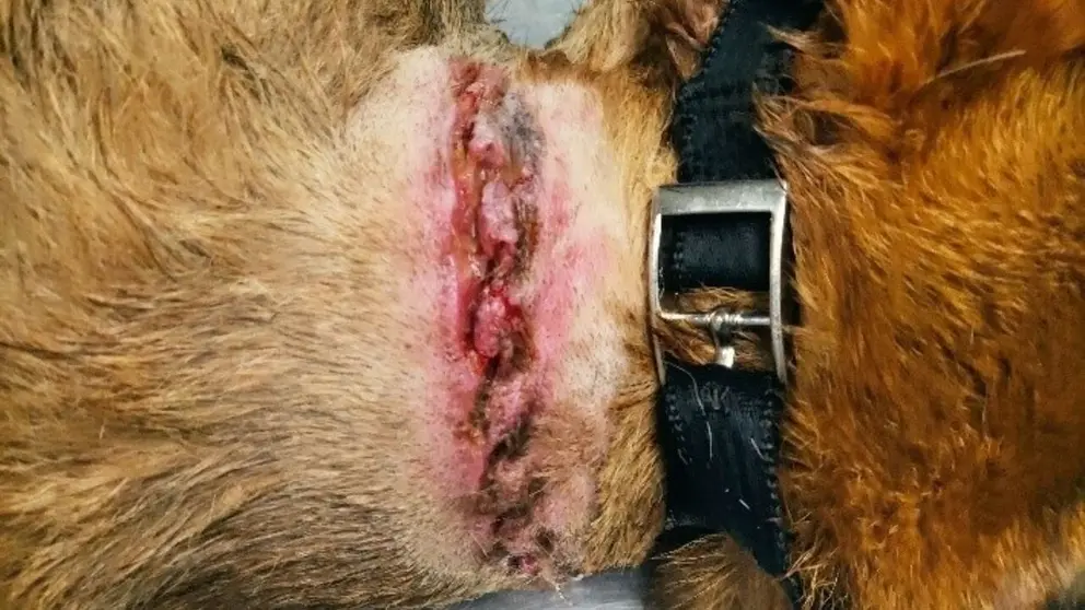 Imagen de las heridas en el cuello que presentaba el perro. POLIC&Iacute;A FORAL
