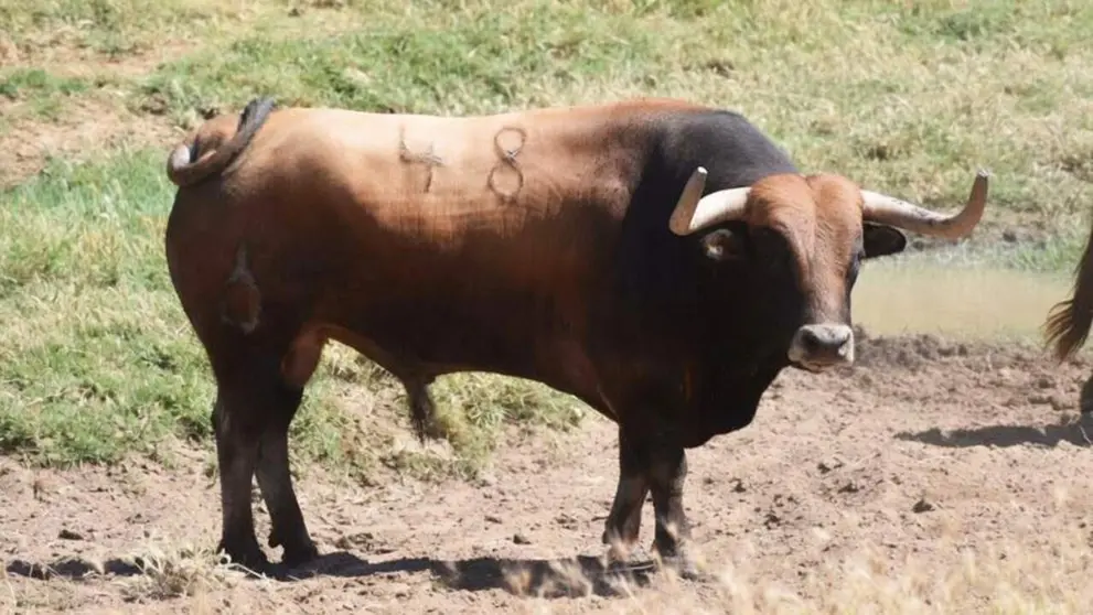 El toro colorado 'Sombrerito' de la ganader&iacute;a de La Palmosilla que correr&aacute; el encierro de San Ferm&iacute;n 2026. Instagram.