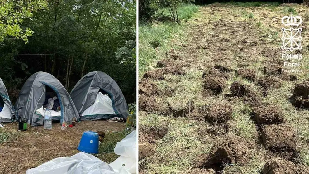 Imagen del cultivo de droga. POLIC&Iacute;A FORAL