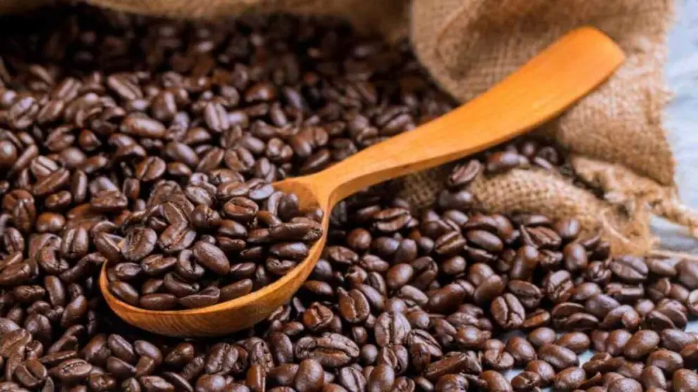 Granos de caf&eacute; reci&eacute;n tostados.