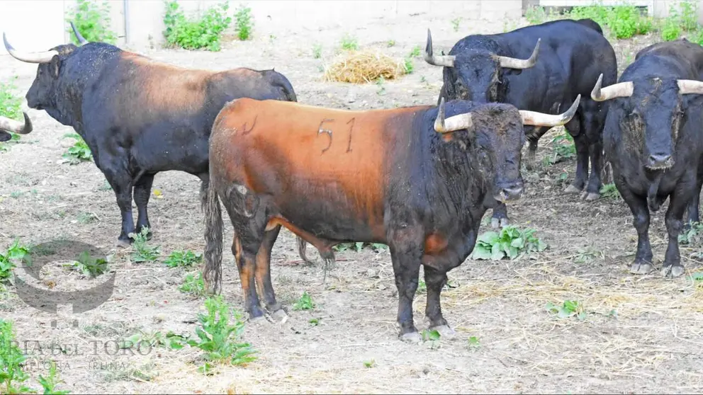 Los toros de Victoriano del R&iacute;o ya est&aacute;n en Pamplona para San Ferm&iacute;n 2026. Correr&aacute;n el tercer encierro el 9 de julio y ser&aacute;n lidiados por Talavante, Roca Rey y David de Miranda.