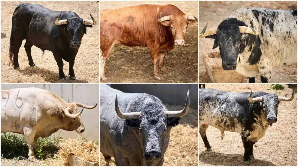 Toros de diferentes pelajes en San Ferm&iacute;n: negro, colorado, burraco, jabonero o c&aacute;rdeno, en los corrales del Gas de Pamplona.