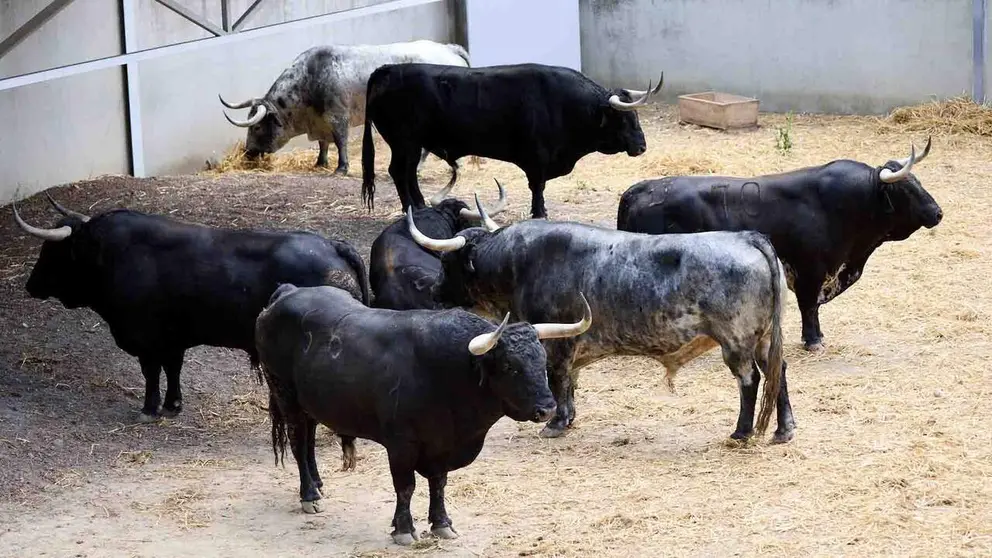 Toros de la ganader&iacute;a de Cebada Gago (8 de julio), en los Corrales del Gas de Pamplona para San Ferm&iacute;n 2026. I&Ntilde;IGO ALZUGARAY