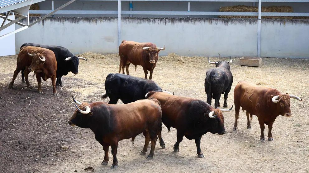 Toros de la ganader&iacute;a de &Aacute;lvaro N&uacute;&ntilde;ez (10 de julio), en los Corrales del Gas de Pamplona para San Ferm&iacute;n 2026. I&Ntilde;IGO ALZUGARAY