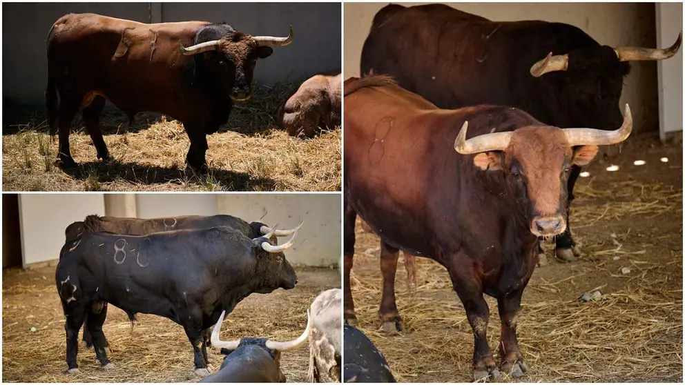 Los toros de La Palmosilla, Jandilla y la corrida de Jandilla-Vegahermosa premiados.