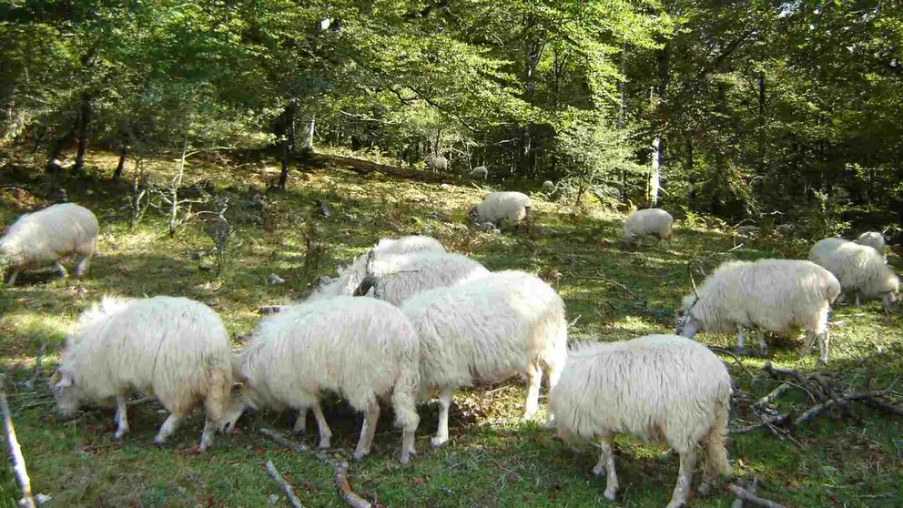 Un reba&ntilde;o de ovejas en el hayedo de Lez&aacute;un. TIERRAS DE IRANZU