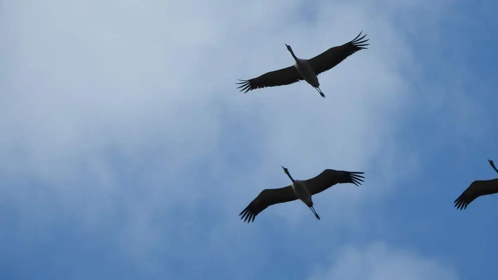 Vuelo de unas grullas. CEDIDA