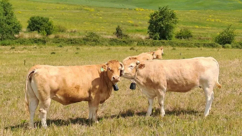Imagen de archivo de vacas. INTIA