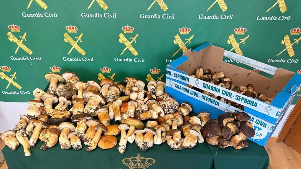 Imagen de las setas intervenidas por Guardia Civil. CEDIDA