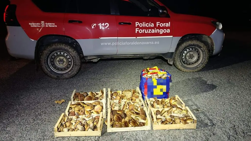 Hongos requisados en Ulzama. POLIC&Iacute;A FORAL