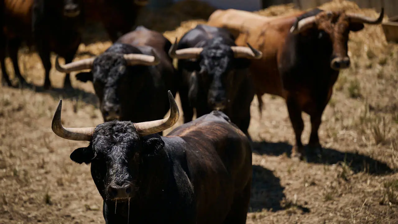Toros de la ganader&iacute;a de La Palmosilla (12 de julio), en los Corrales del Gas de Pamplona para San Ferm&iacute;n 2026. PABLO LASAOSA