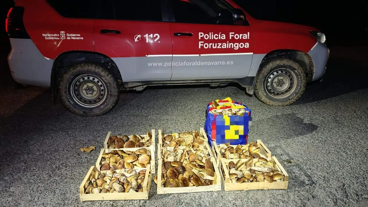 Hongos requisados en Ulzama. POLIC&Iacute;A FORAL