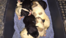 Los perritos rescatados de un contenedor en Marcilla.