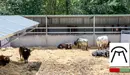 Ganadería de Cebada Gago. IÑIGO ALZUGARAY