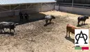 Toros de la ganadería de Miura. IÑIGO ALZUGARAY
