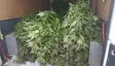 Una carga de marihuana en una imagen de ARCHIVO. PNACIONAL