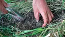 Una persona recoge una trufa de la tierra.