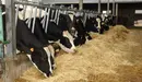 Un grupo de vacas lecheras comiendo pienso en una granja. EFE