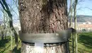 Anillo para procesionaria en un árbol de Pamplona. AYUNTAMIENTO DE PAMPLONA