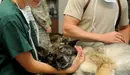 Dos veterinarios atienden a un perro en una clínica.