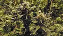 Una plantación de marihuana