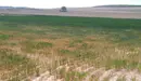 Imagen de un campo de cereal afectado por la sequía. EUROPA PRESS