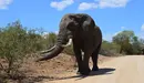 Imagen de un elefante atravesando un camino. ARCHIVO