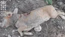 Imagen cedida por la Policía del cadáver del animal