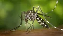 Imagen de archivo de un mosquito tigre