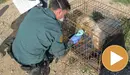 Criadero ilegal de perros en Zaragoza (player) (2) GUARDIA CIVIL