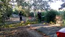 arboles