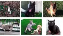 Varios perros y gatos que pueden adoptarse en el Centro de Acogida de Animales de Pamplona. CEDIDAS