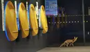 Un zorro en el interior de una sucursal de LaCaixa en Tafalla. NAVARRACOM