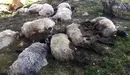 Varias ovejas muertas tras ser alcanzada por un rayo de una tormenta en la zona de Sorogain, en el Valle de Erro