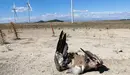 Imagen de un buitre muerto en el Complejo eólico Cavar de Valtierra y Cadreita GURELUR