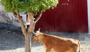 Primer Encierro del Estrecho de Arguedas 2023 con la ganadería de Alfredo Íñiguez Moncayola de Arguedas y posterior espectáculo de vacas en la Plaza de Toros. IÑIGO ALZUGARAY