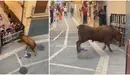 Alerta máxima en Ablitas tras escaparse un toro del recorrido del encierro.