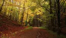 Bosque de Quinto Real. JUAN MARTÍNEZ / TURISMO DE NAVARRA