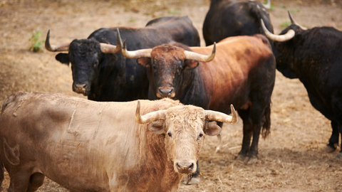 San Fermín | Las fotos de los toros de Núñez del Cuvillo en los corrales del Gas de Pamplona
