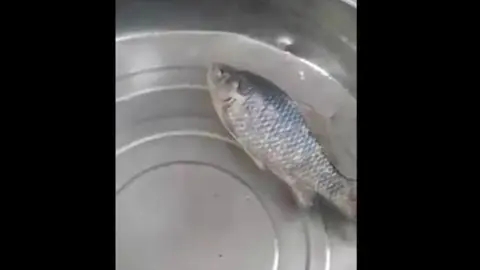 Pez congelado revive tras ser arrojado al agua caliente.